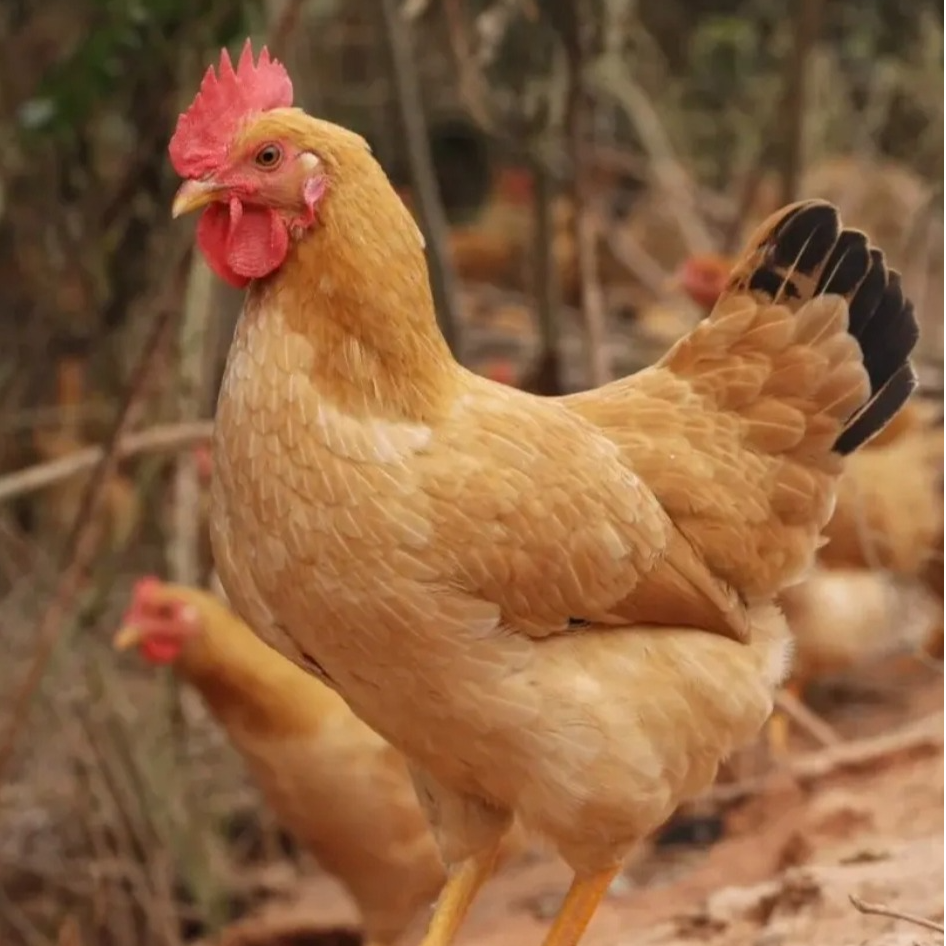 土鸡老母鸡仔公鸡农村放养15个月新鲜现杀