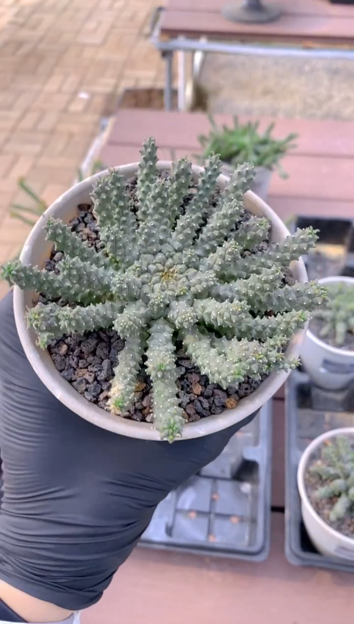 【闪购商品】美杜莎大戟杂FB-2379