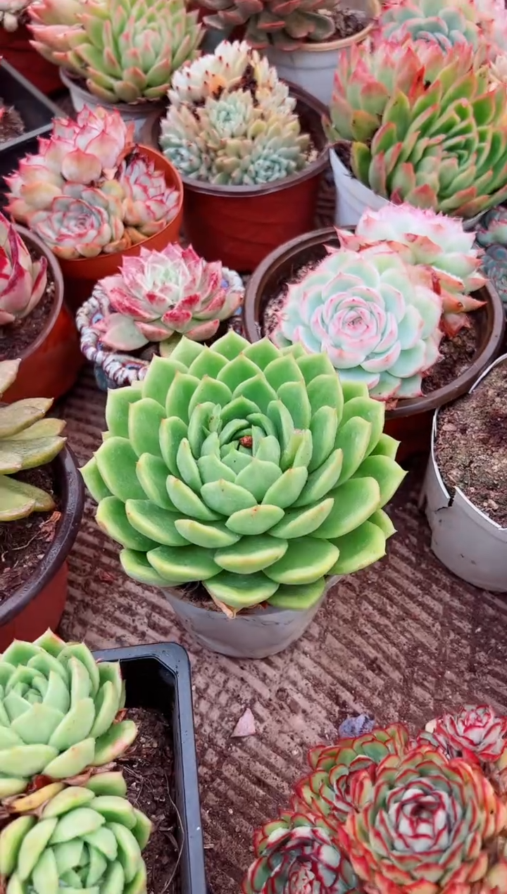 &****@多肉植物一物一拍04030