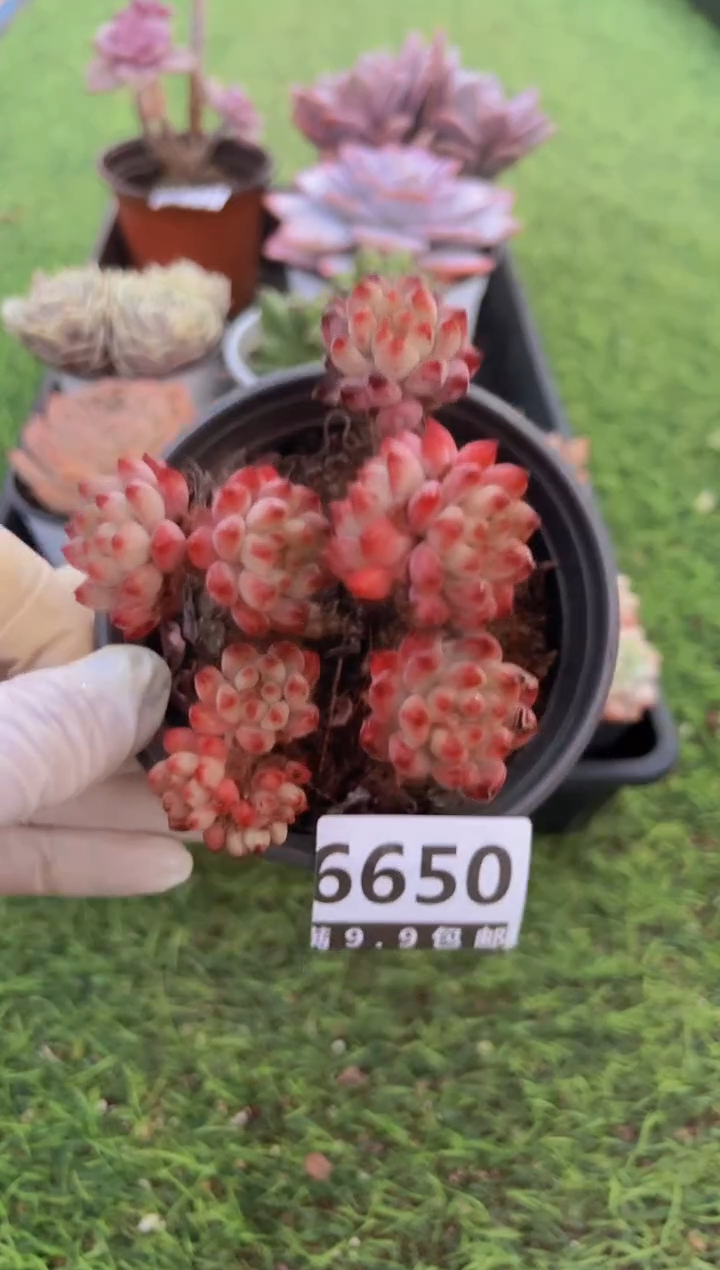 【闪购商品】信福多肉一物一拍