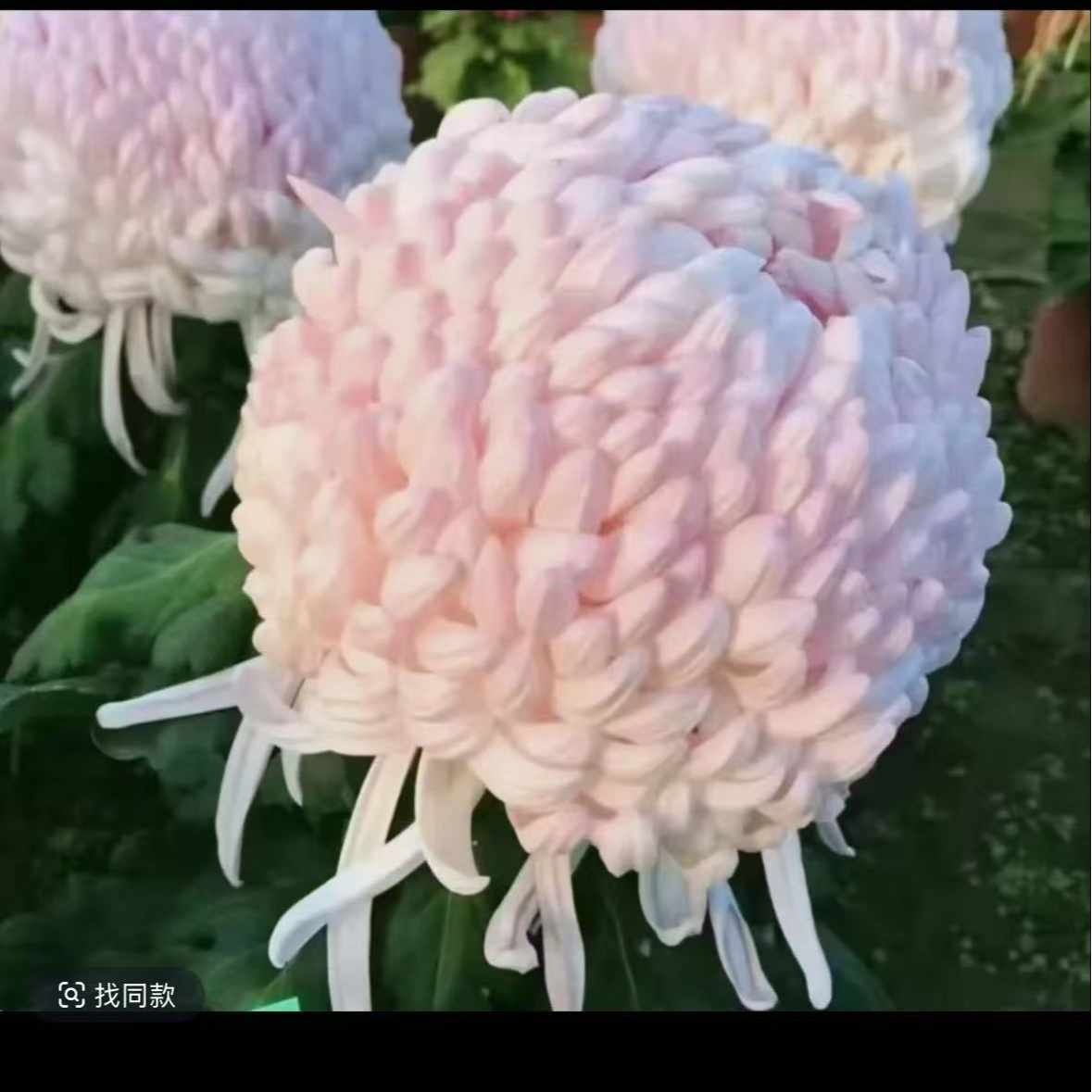 【国华初樱】菊花盆栽带花苞发货大花特色花卉绿植