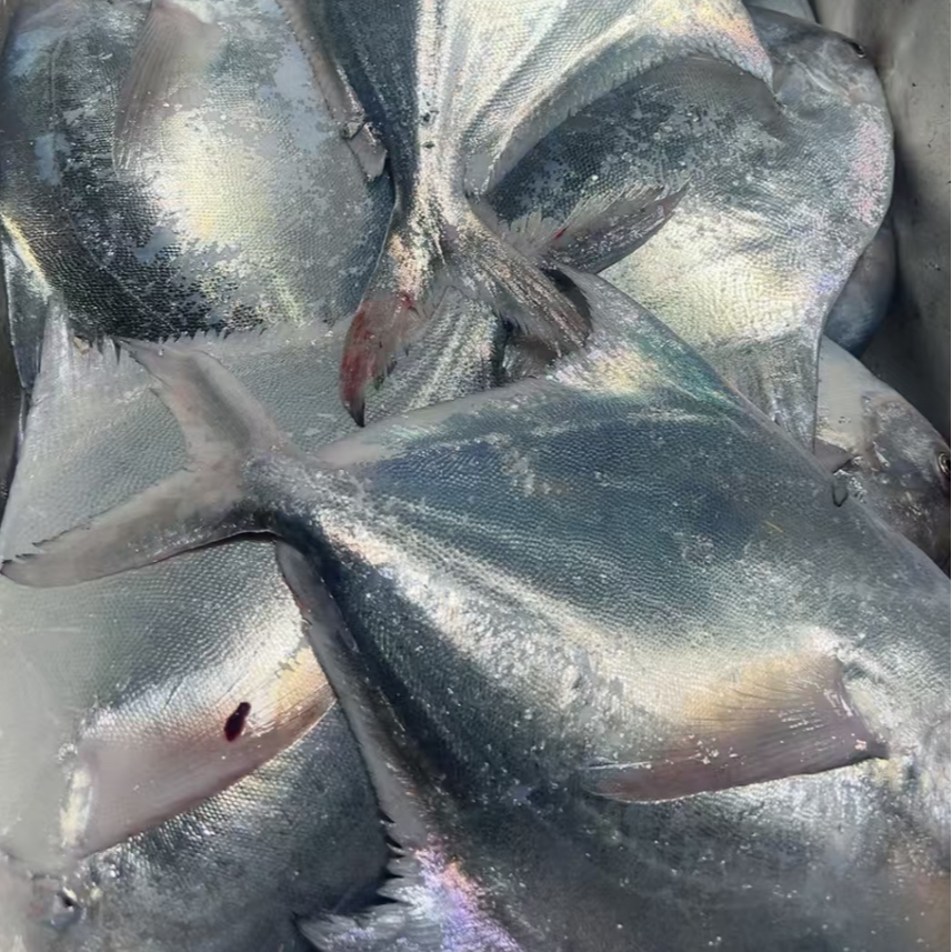 【石浦渔夫】白鲳宁波东海 海捕鲳鱼 象山石浦发货顺丰包邮