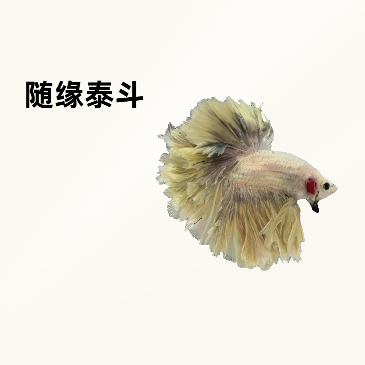 B1（1-24）随缘泰斗小型热带观赏鱼（直播间选鱼）