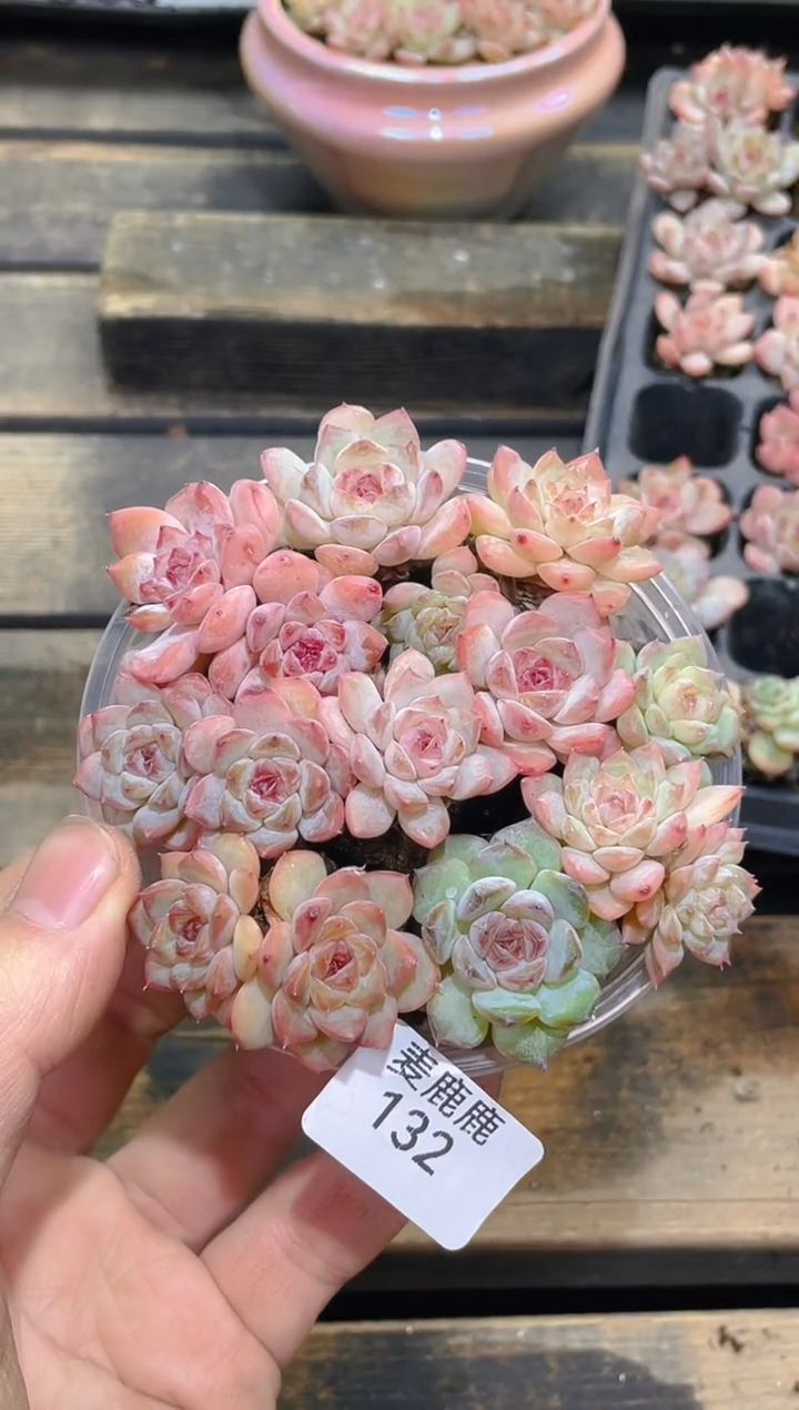 132彩钻      量拍