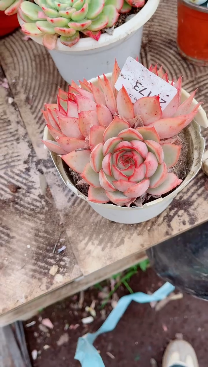 晓*跃跃精品多肉25173