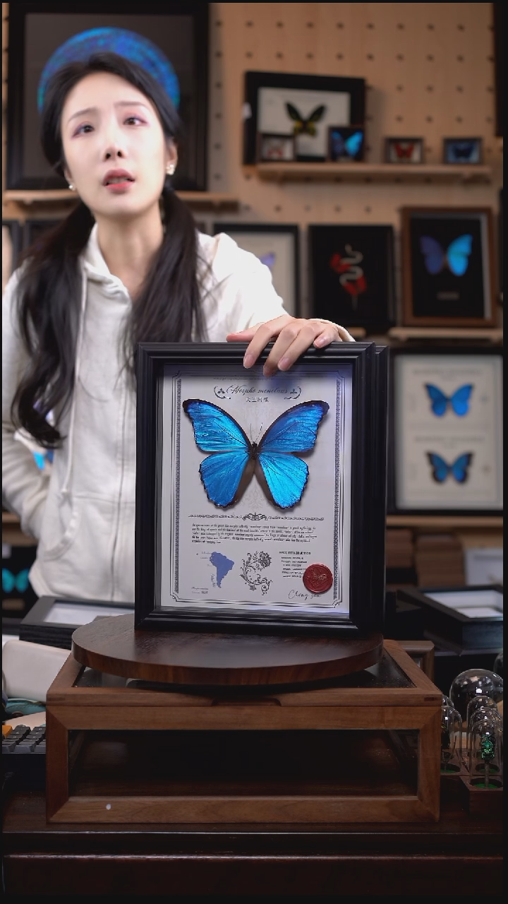 大蓝闪蝶豪华版10寸欧式框（带证书）