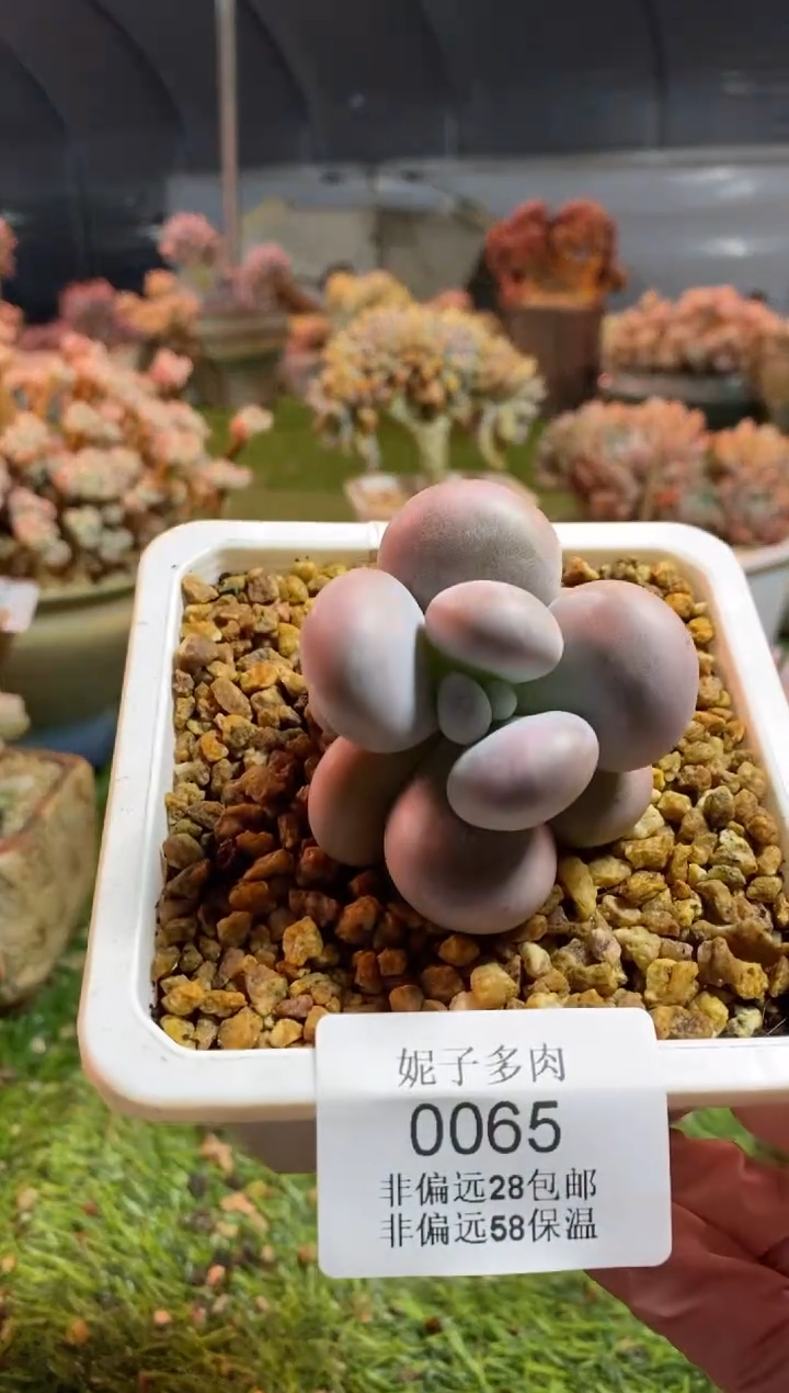 【闪购商品】0065a