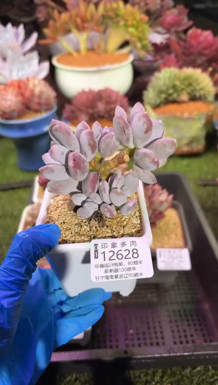 【闪购商品】12628