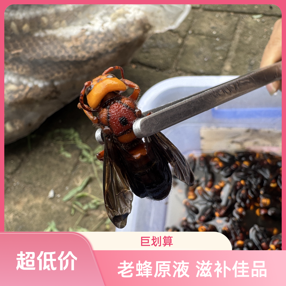红娘虎头蜂300只（送50只）老蜂➕原液