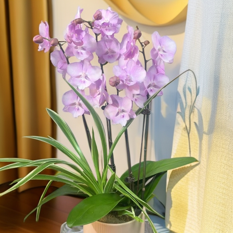 A18[神仙姐姐]蝴蝶兰带花苞基地直发.室内花.花期长.年花