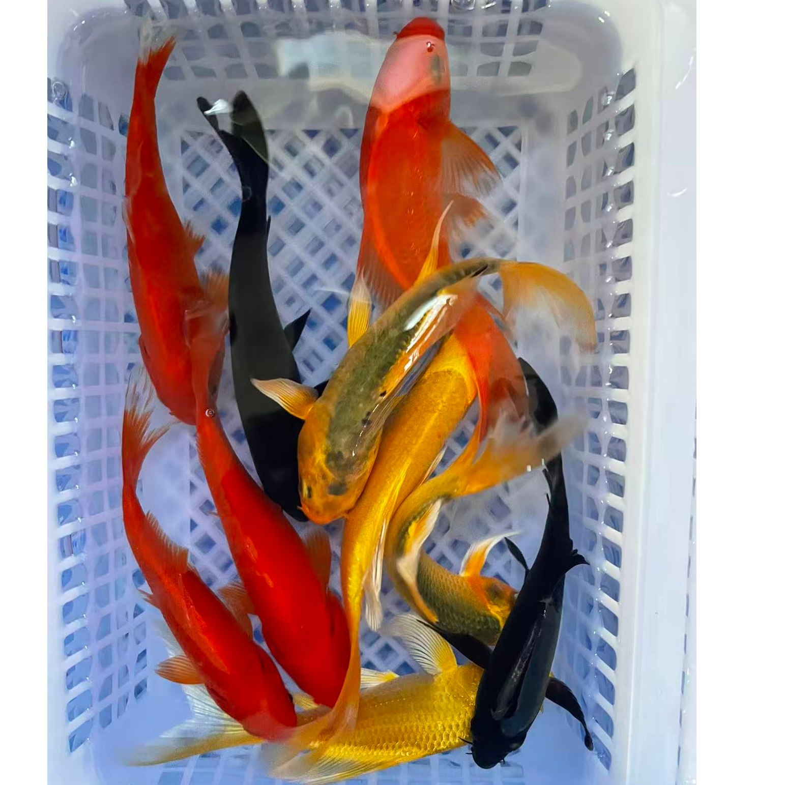 【10条13-15公分】4红2黑2黄2德系龙鱼冷水观赏鱼锦鲤草金组合