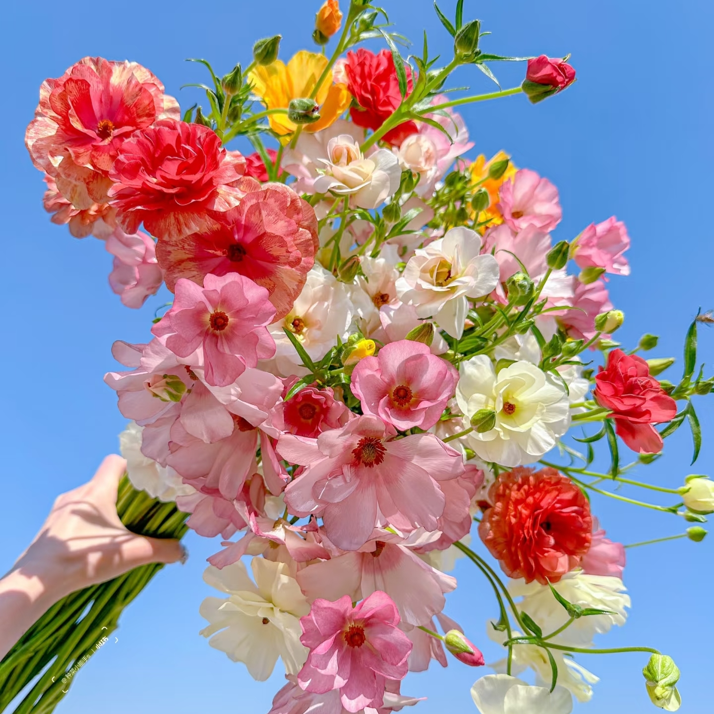 【上新小清新】蝴蝶洋牡丹1扎（单色，颜色随机发，不指定，图片仅参考介意勿拍）