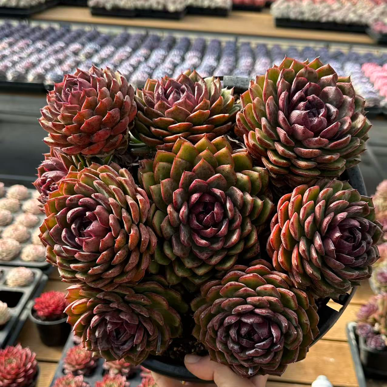 28#蓝莓大群 多肉植物  前男友精品多肉