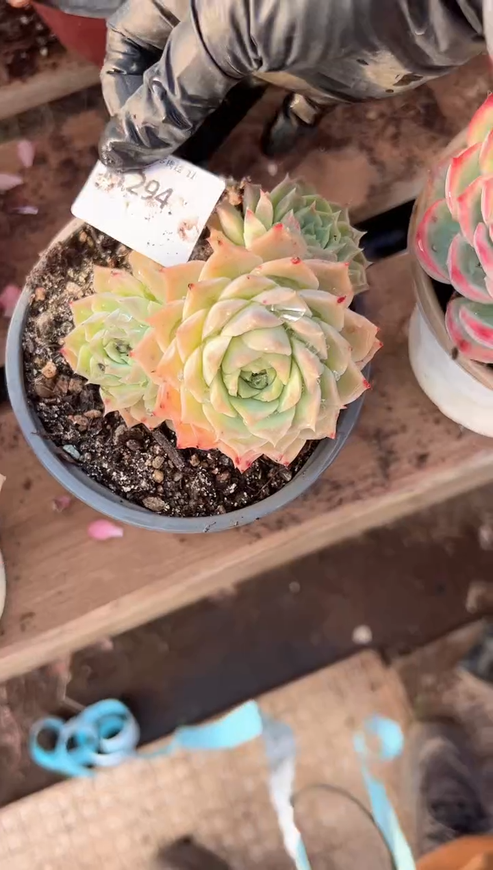 轩*贝多肉植物一物一拍11294