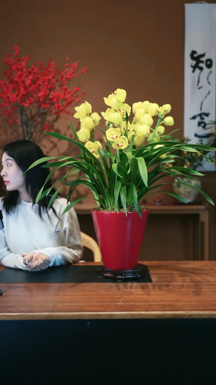 全部花朵月影盆景盆景盆景