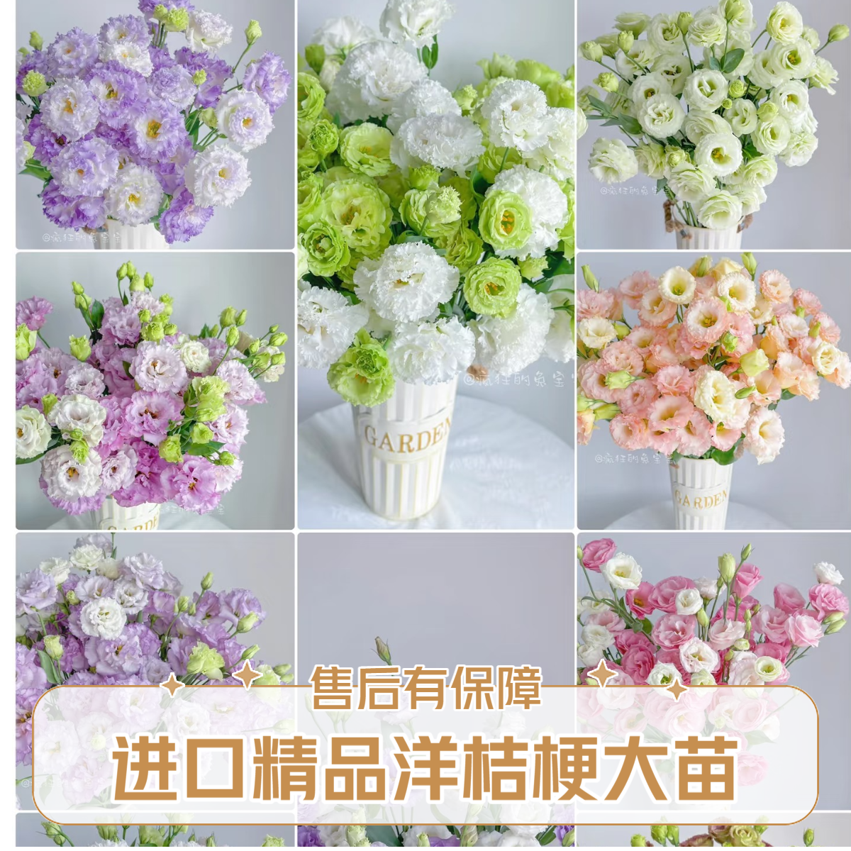 （进口洋桔梗大花苗）多年生四季开花耐冷耐热开花多庭院室内易活