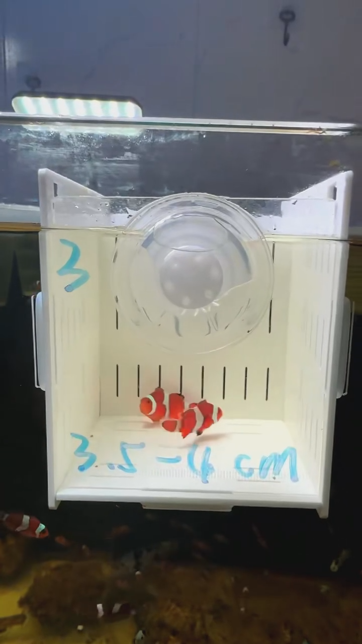 海水3号盒子3.5-4微开全纹公子