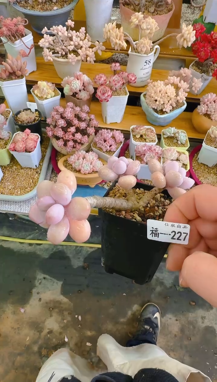 【闪购商品】福—227—仙农（桃蛋）