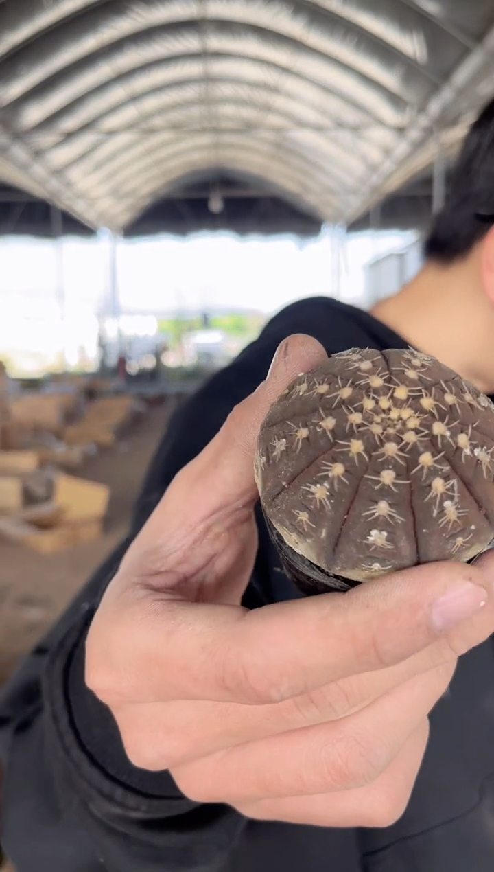 【闪购商品】4颗 实生根 拉根