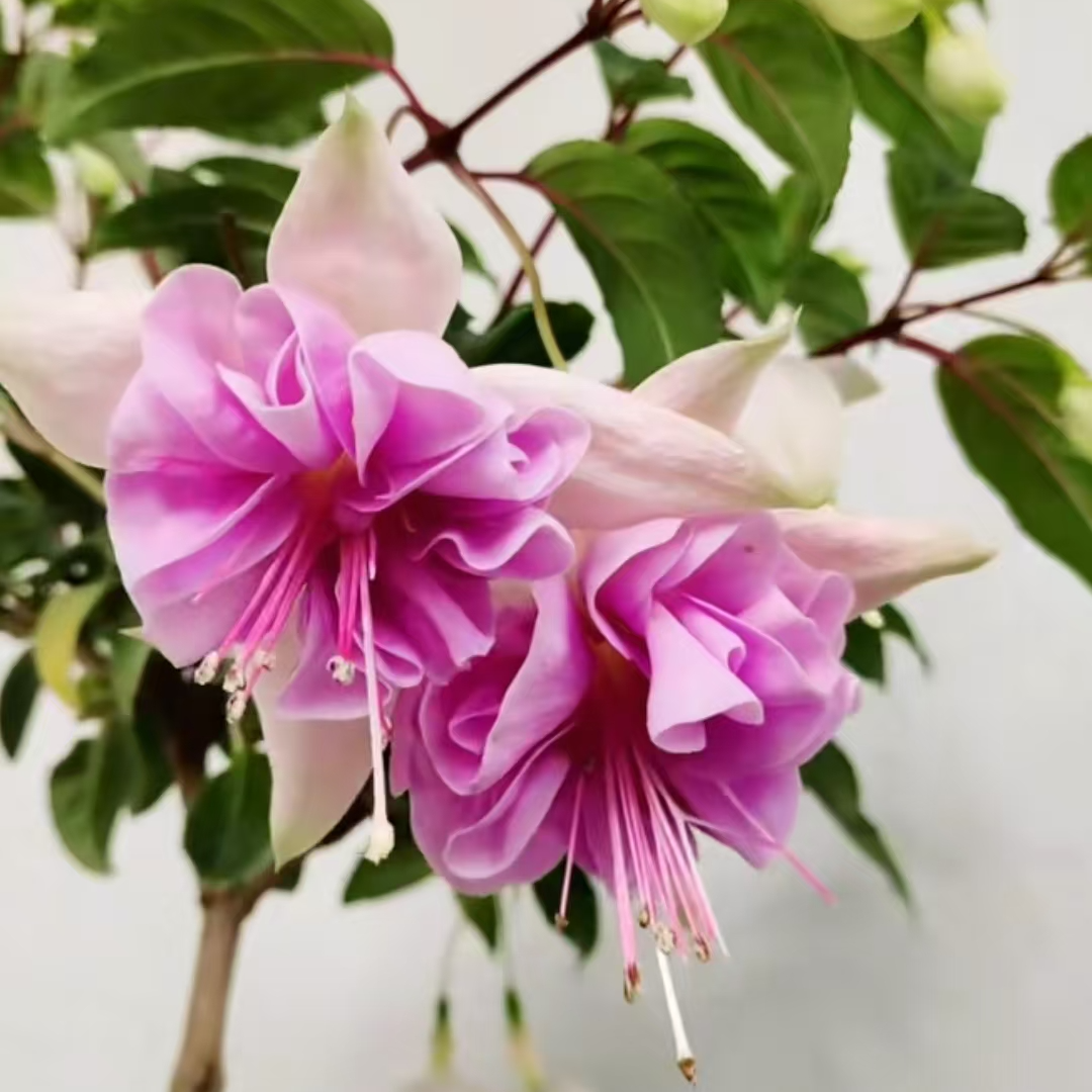 云花基地【独棵老桩水月棒棒糖】大花重瓣倒挂金钟灯笼花花卉盆栽