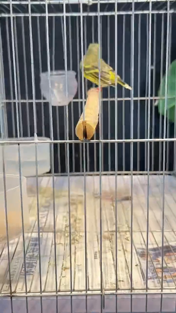 虎皮鹦鹉57号   金清养笼1元起拍