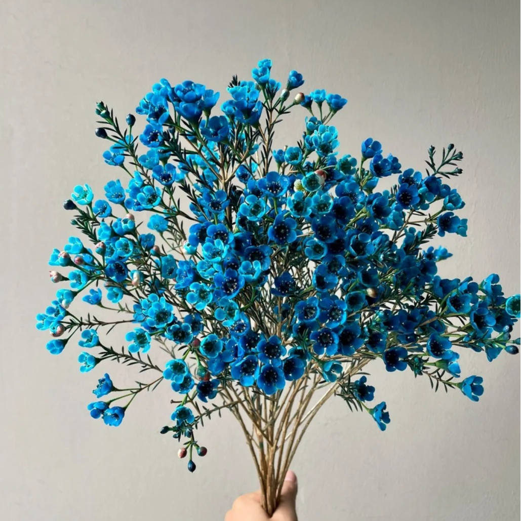 浪漫甄选（蓝色澳洲腊梅）云南鲜花任意两单鲜花升级冷链或空运