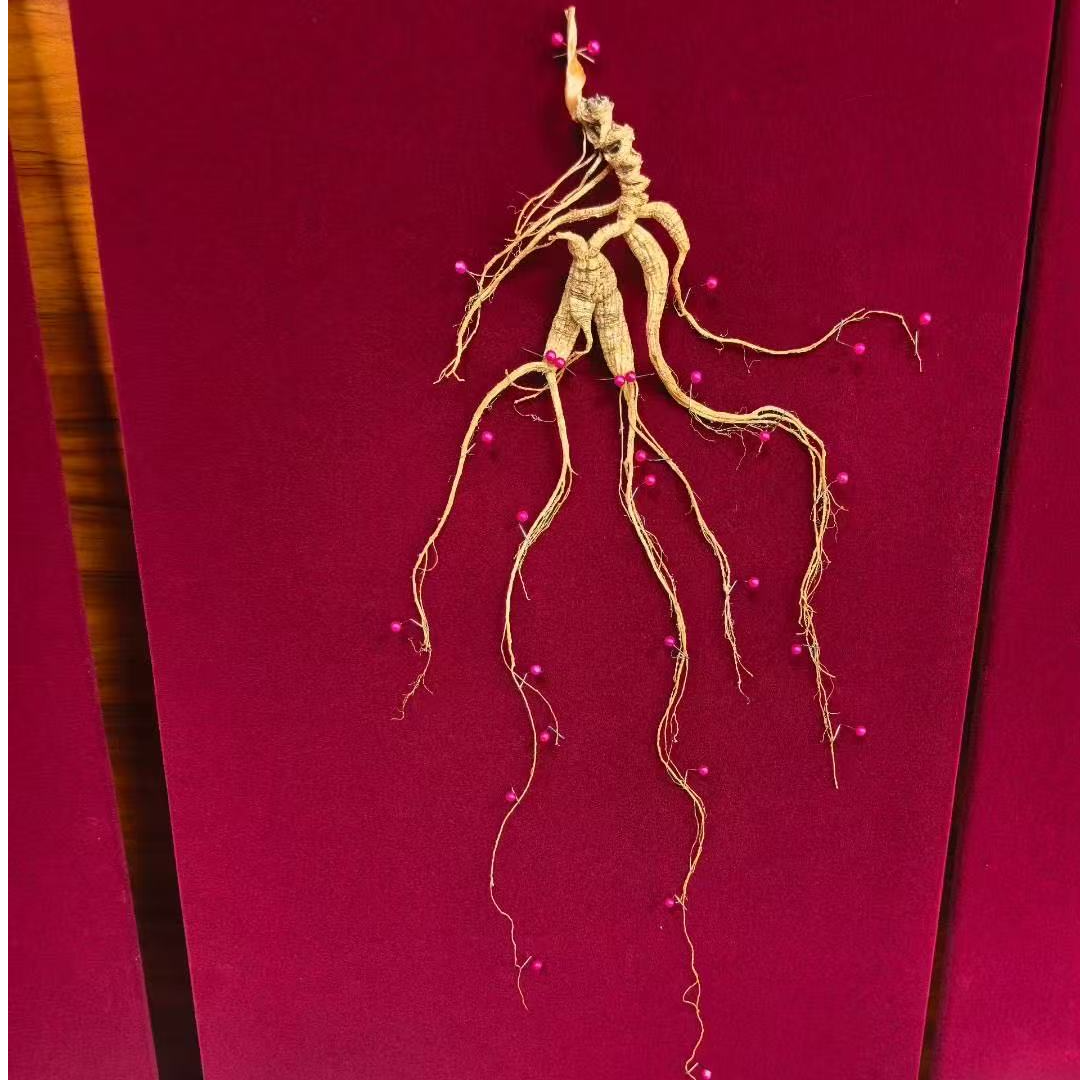 顺亦昇国检野山参一等 野山参