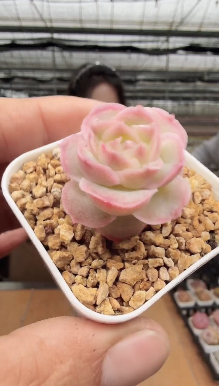 东云多肉园新款-136