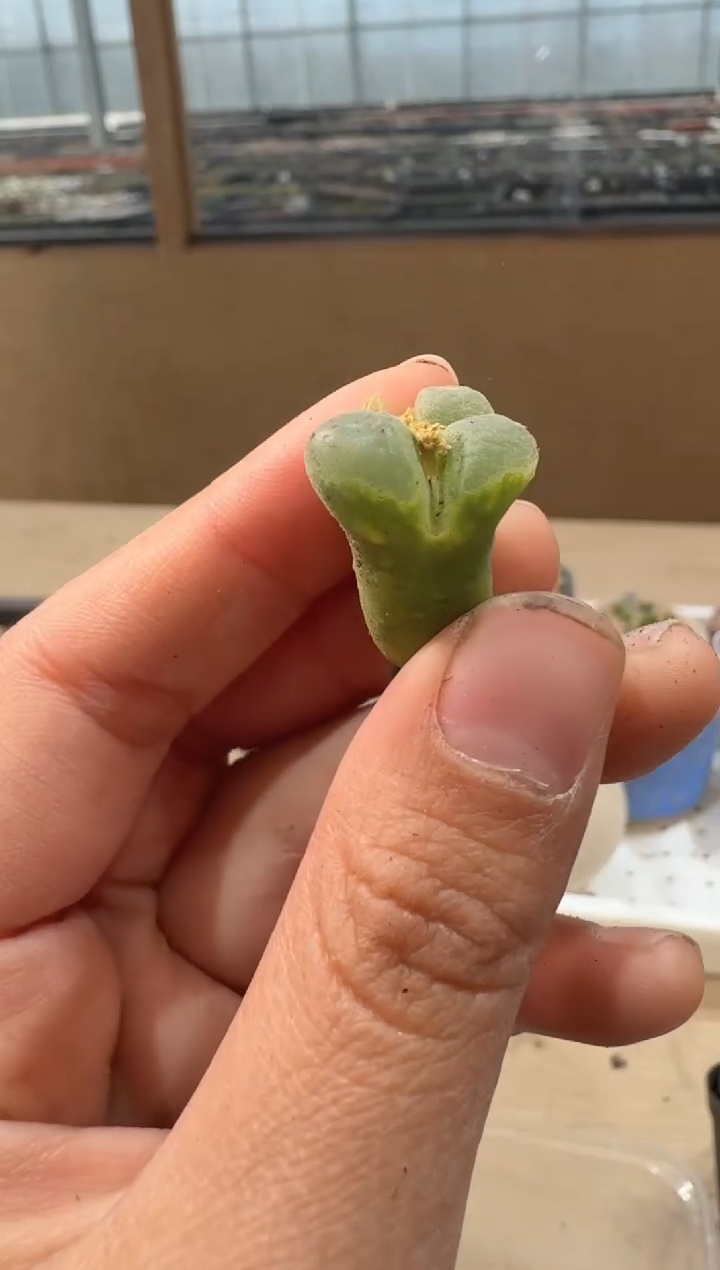 24-63多肉植物肉锥