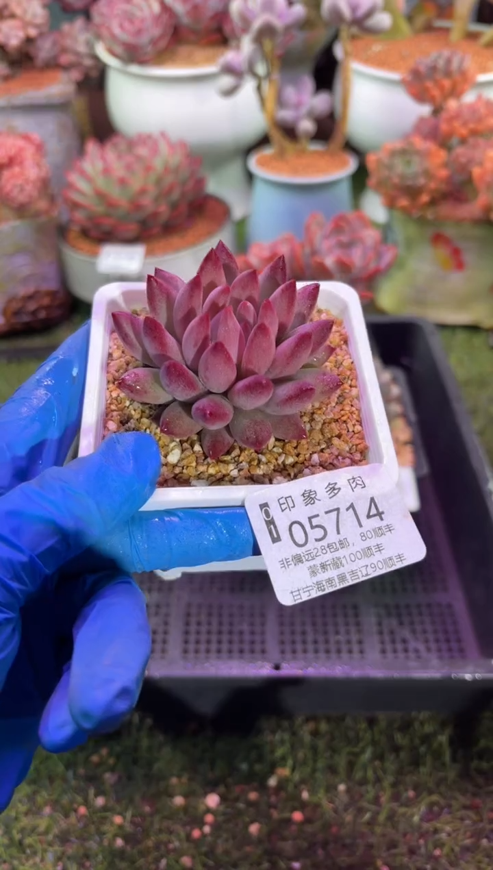 【闪购商品】05714