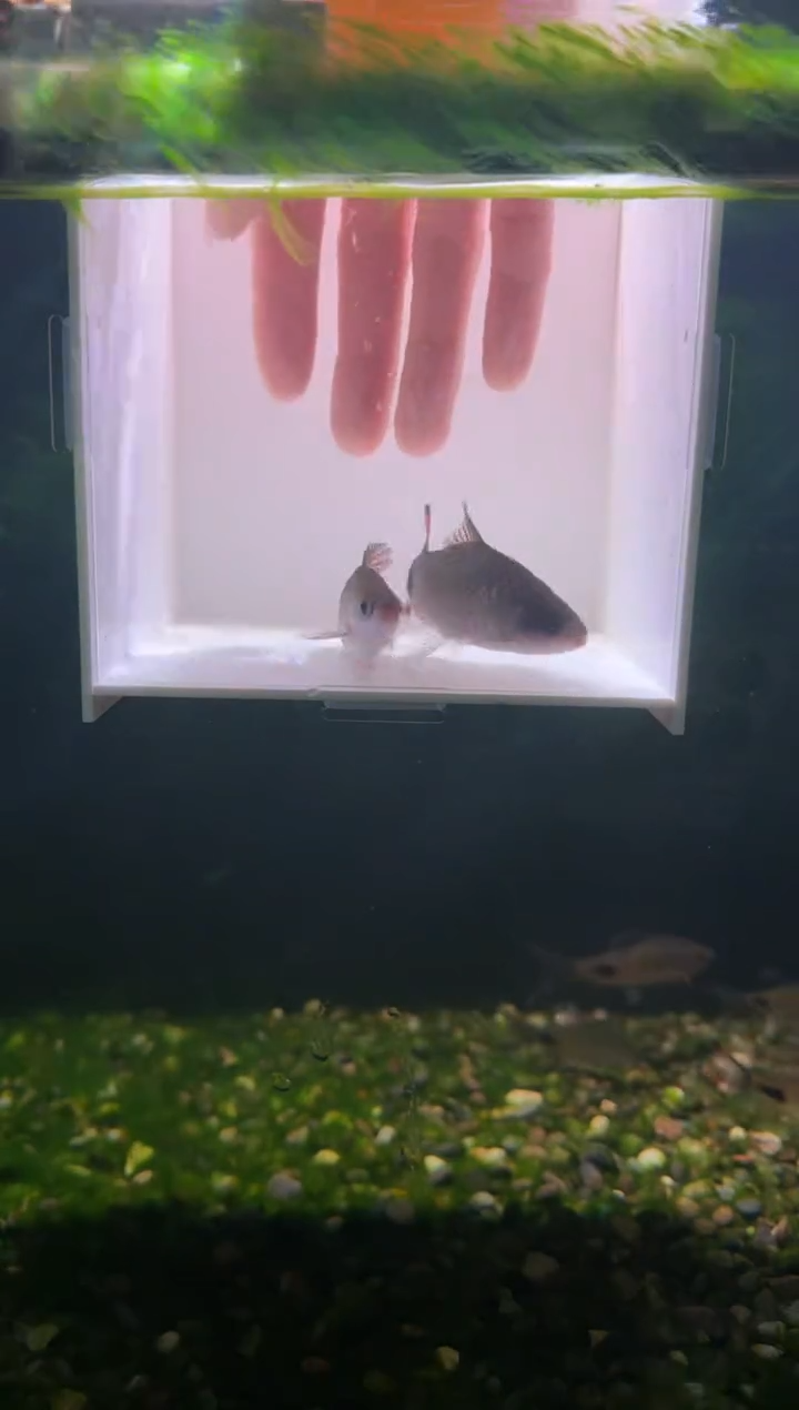工具鱼红杂紫222