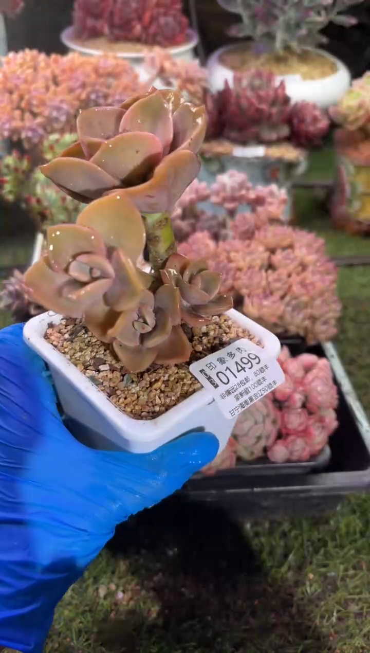 【闪购商品】01499