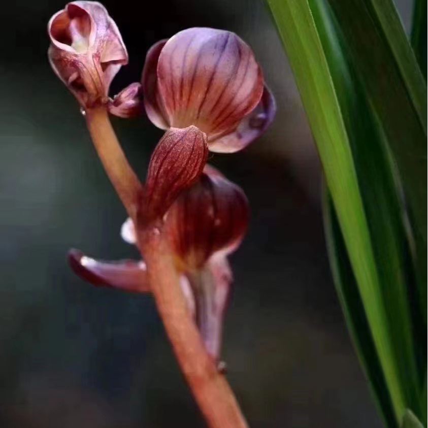 【东蒂魔荷】包三个月售后 终身对版