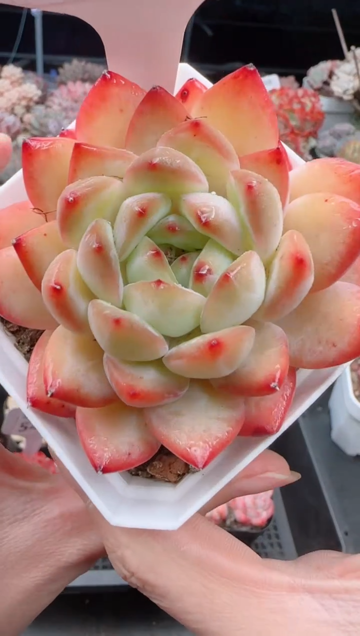 【闪购商品】5443.