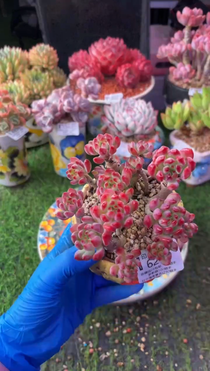 昆明印象多肉6270