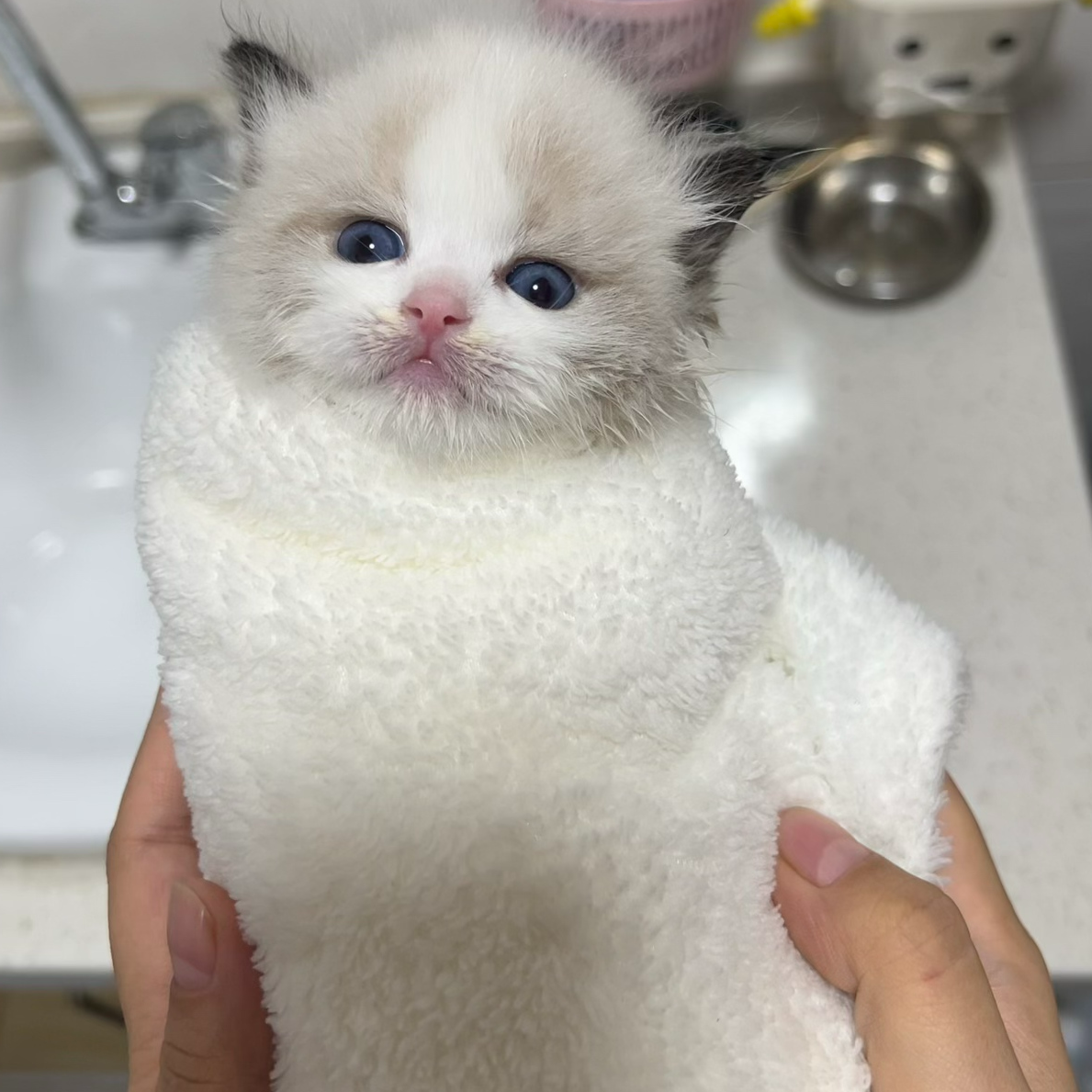 『黄美丽的布偶猫』 猫猫活体链接