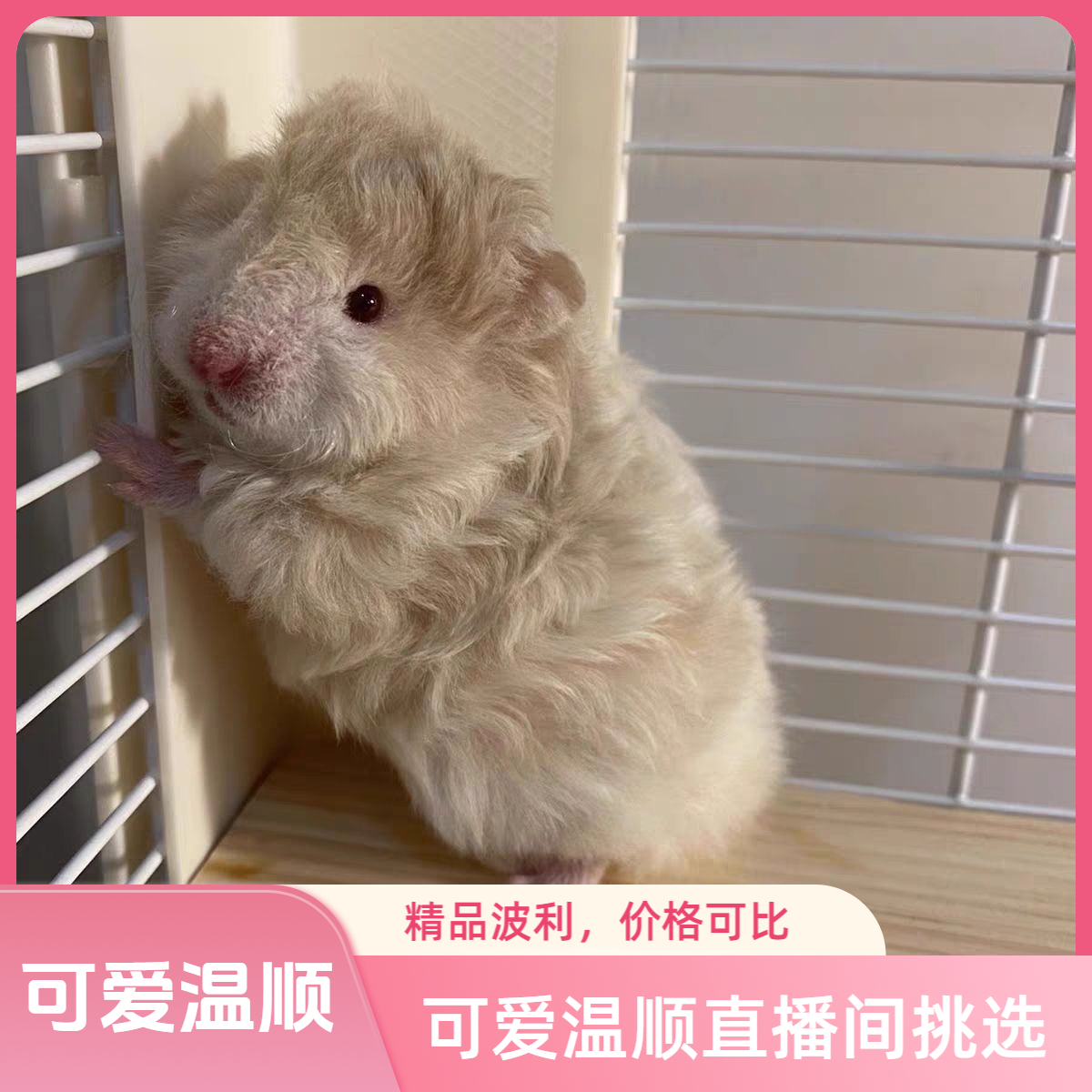 仓鼠金丝熊家养波利长毛熊超可爱温顺宿舍宠物直播间挑选专用链接