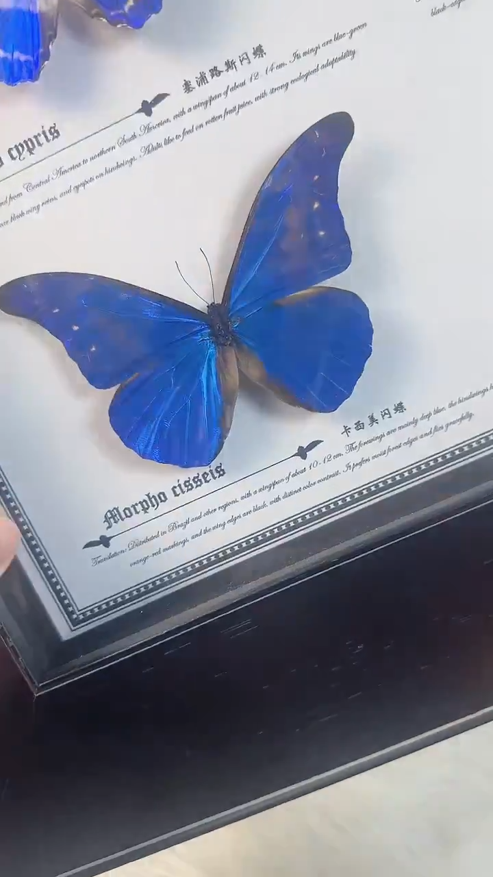 天然蝴蝶真实收藏