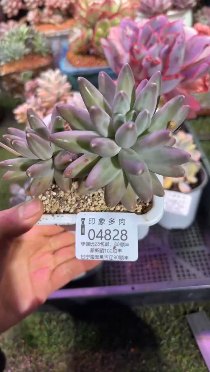 【闪购商品】04828