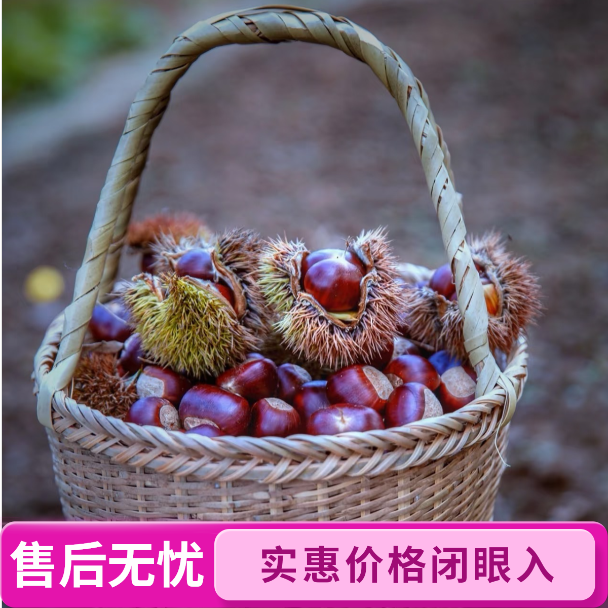 新鲜采摘正宗深山老树毛栗子坏果包赔零食坚果