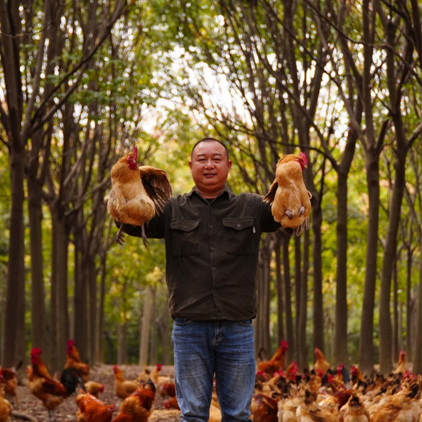 【自家农场】1-2年老母鸡活鸡约4.5斤纯粮散养新鲜现杀包邮到家