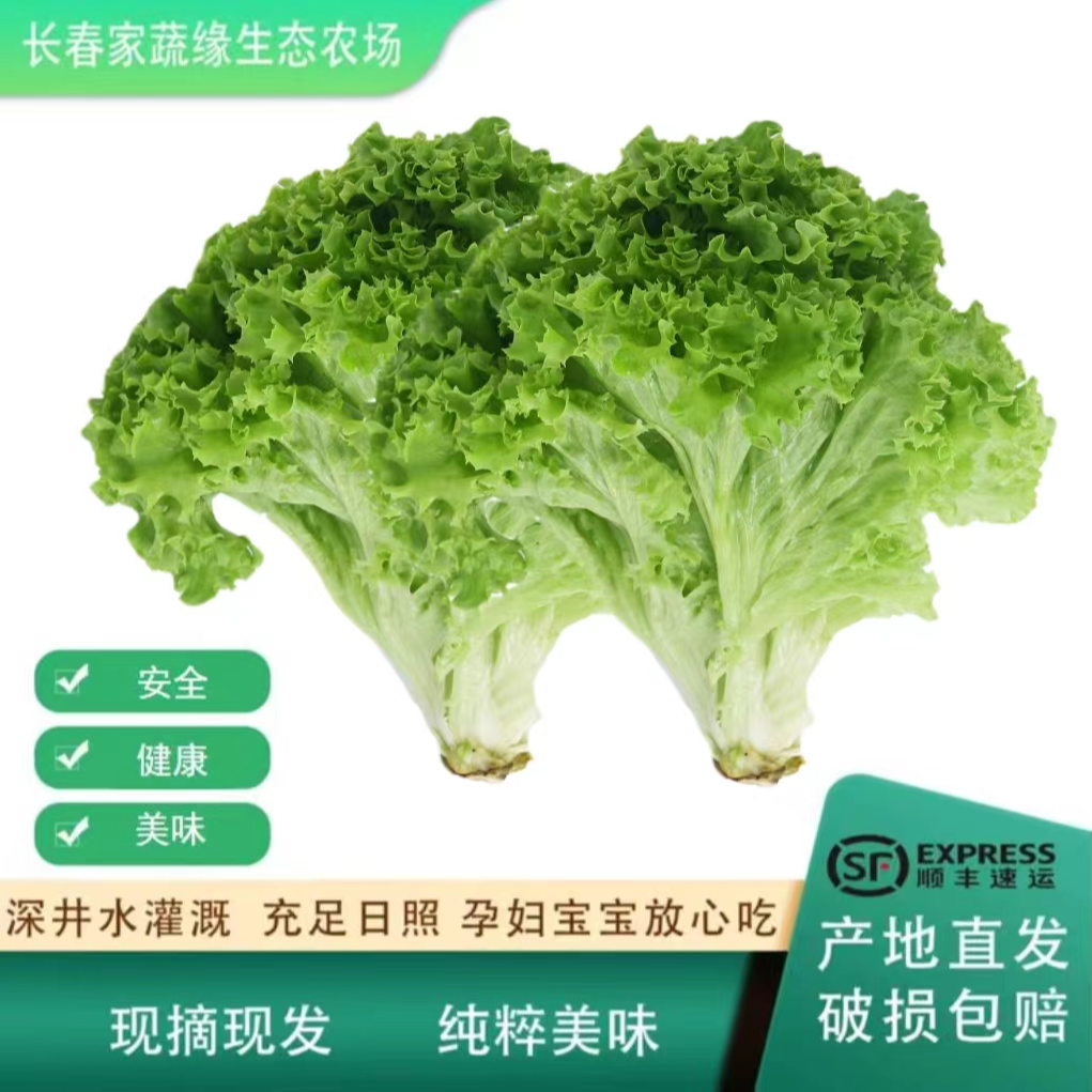 生菜农场种植健康现摘现发基地直发
