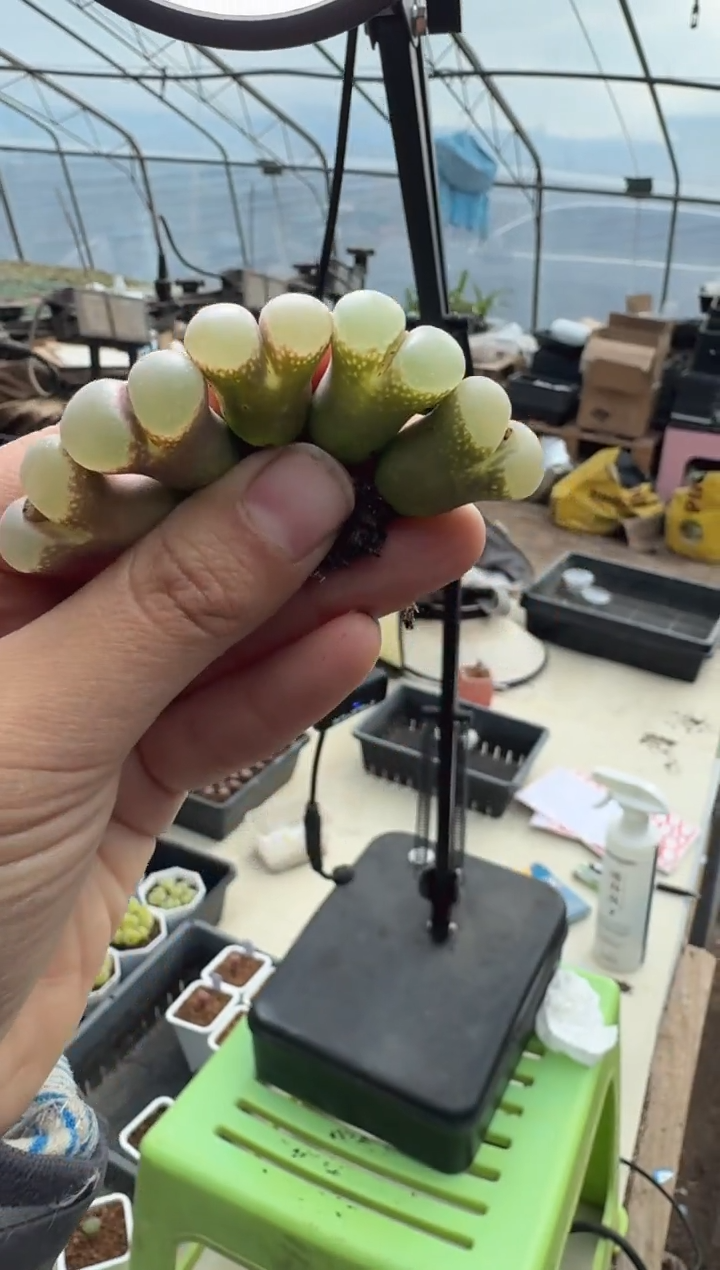 30多肉植物肉锥灵芝窗风铃一颗