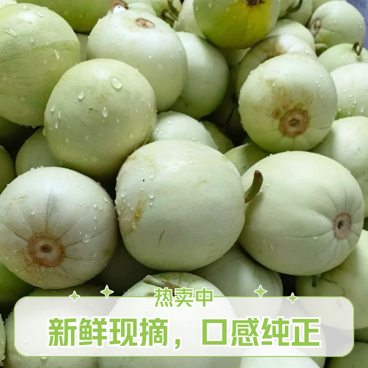 八卦洲苹果瓜头茬现采现摘应季水果青白皮香瓜甜宝甜脆香小香瓜新鲜江苏省