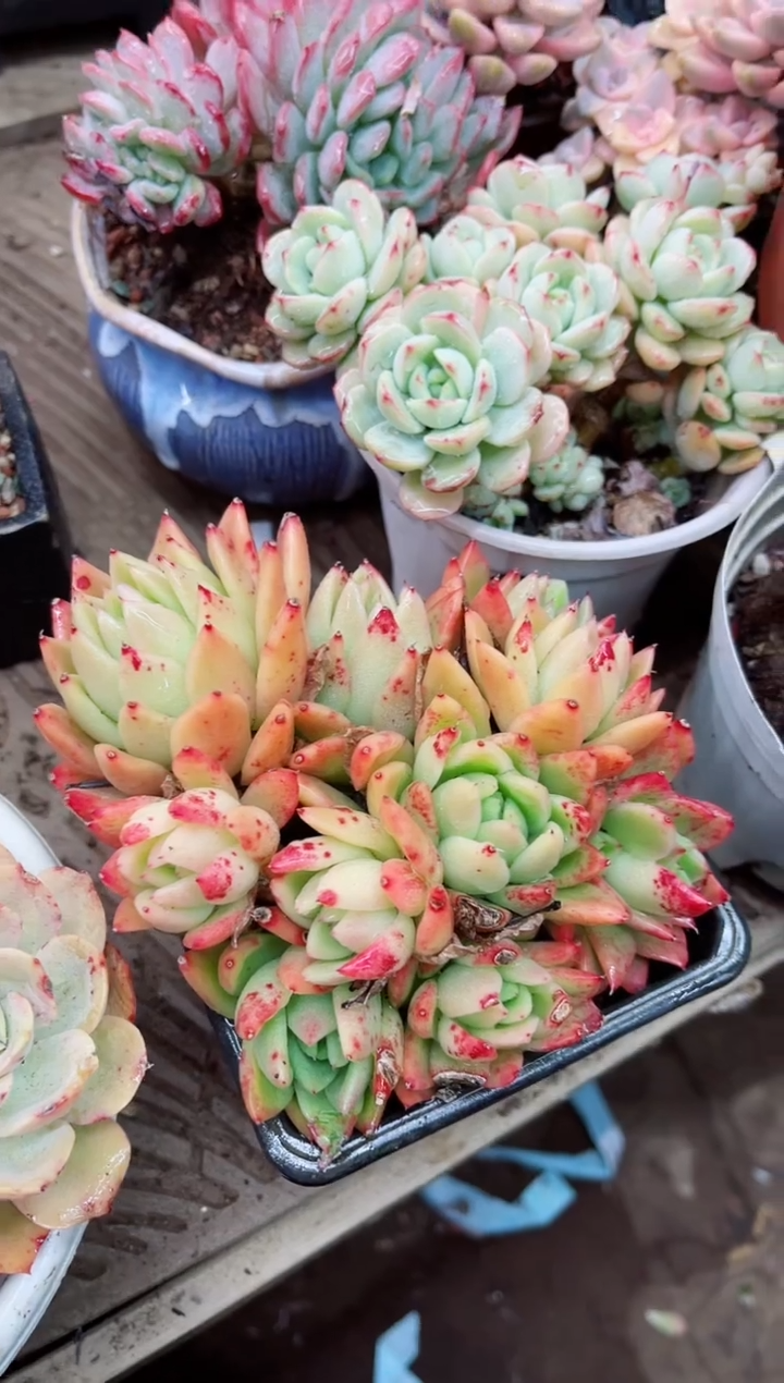 【闪购商品】10059