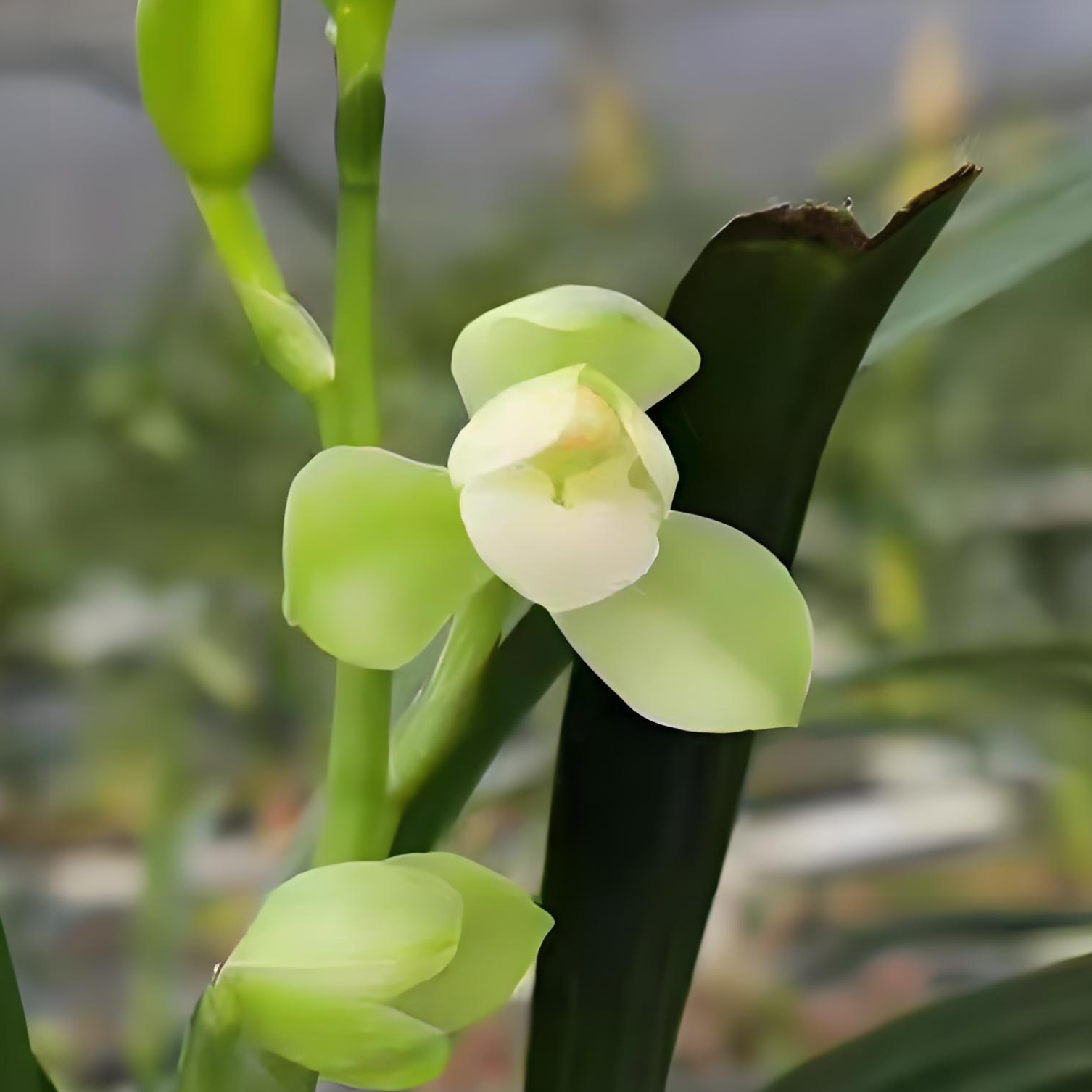 建兰铭品东方明珠兰花好养易活