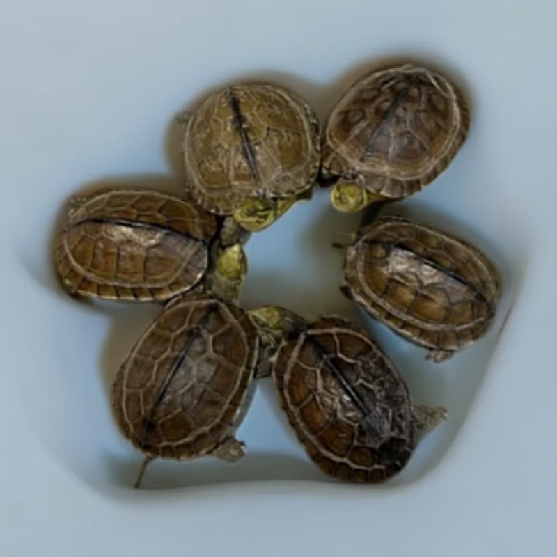 通用宠物活体链接