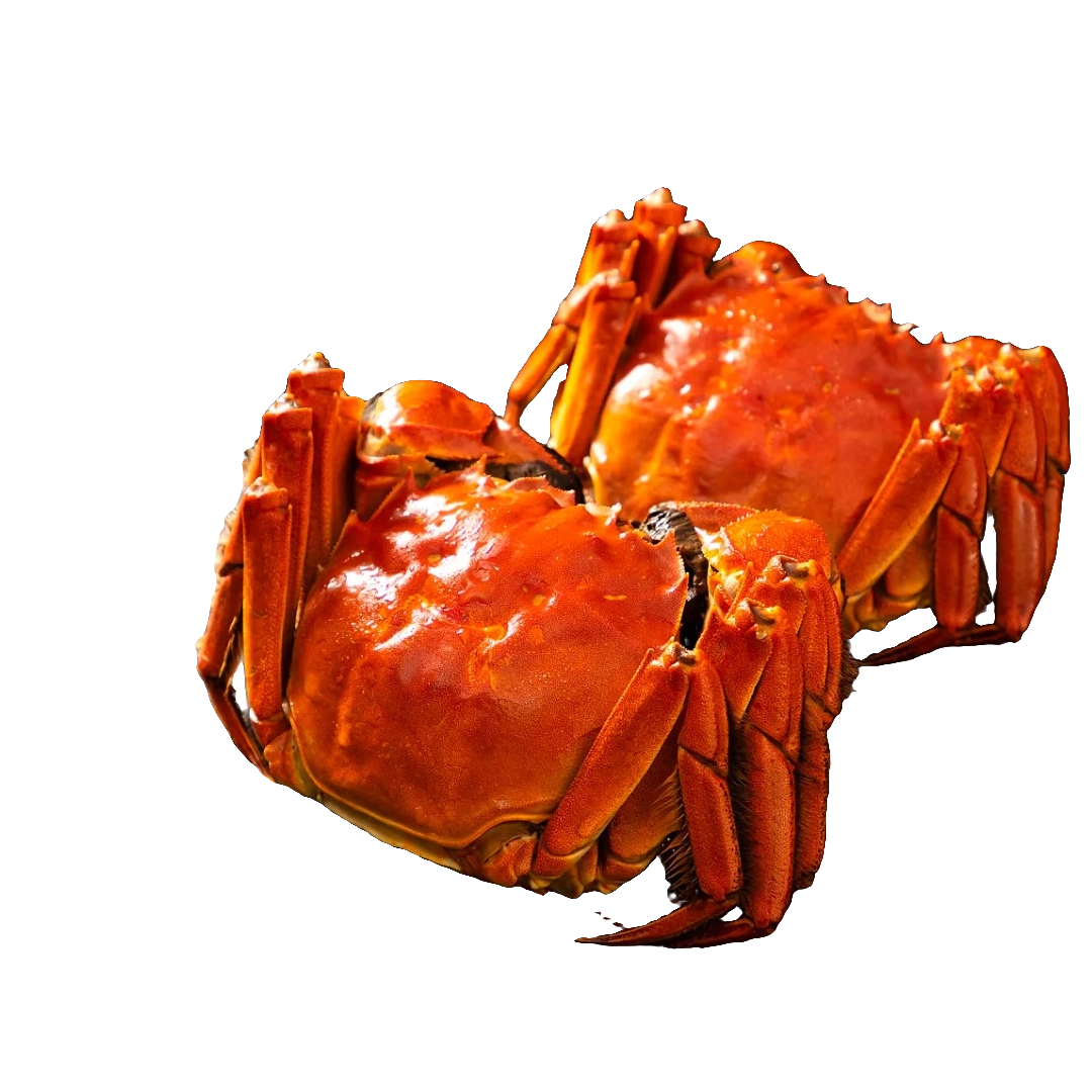 【活蟹】苏州河蟹 全母2.4-2.7两/8+2只礼盒装（到手十只）