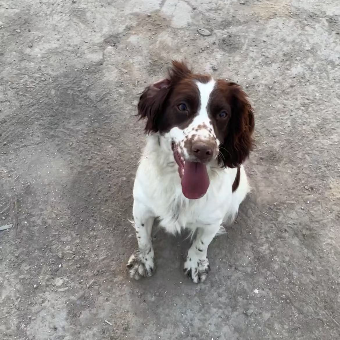 史宾格猎系中母招财