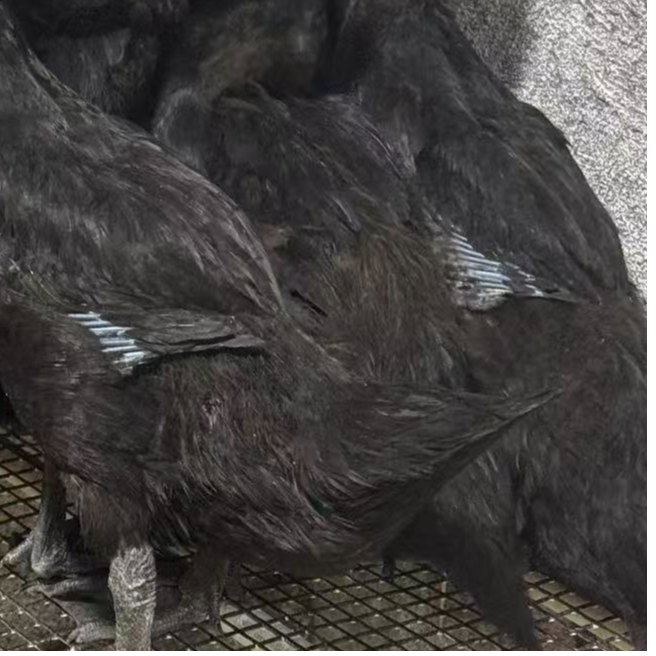 黑色的活鸭宠物鸭罗纹鸭包邮一只2斤到2斤半